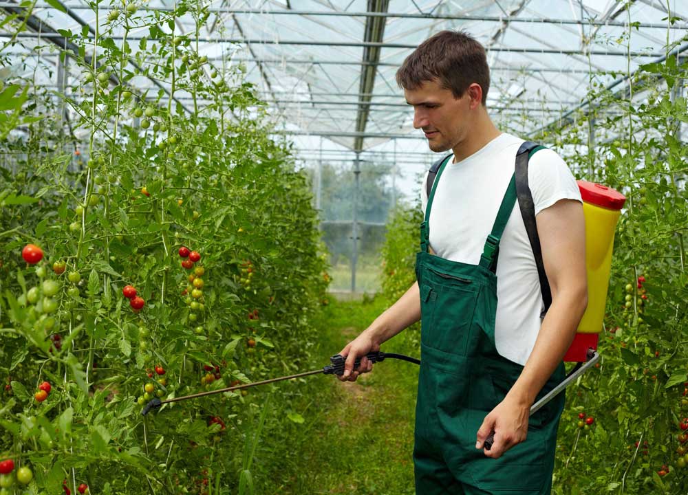 home-decor-and-garden